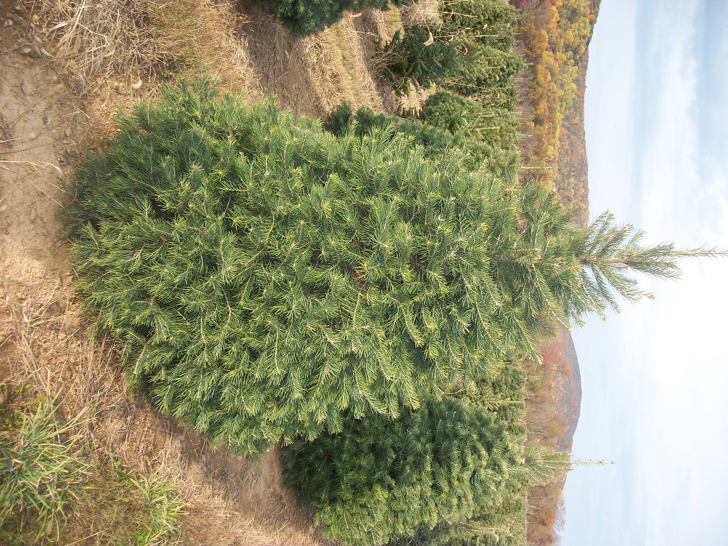 About Our Christmas Trees Evergreen Valley Christmas Tree Farm Cut